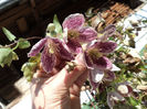 Clematita cirrhosa freckles