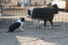 DOI BORDER COLLIE