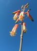 Aloe variegata-2013-10-19 15.57.29