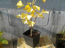 ginkgo 2013