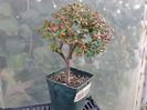 cotoneaster 2013