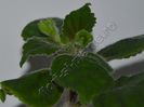 Kohleria Lucis Baby One