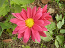 Purple & Yellow Chrysanth (2013, Oct.28)