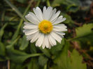 Bellis perennis (2013, September 26)