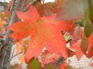 Liquidambar styraciflua (2013, Oct.14)