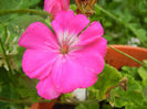 Pink geranium (2013, June 13)