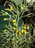 Hatiora (cactus rogoz )