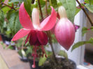 FUCHSIA DANCING FLAME