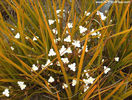 libertia_peregrinans_new_zealand_iris