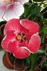 hibiscus Dragons Breath