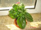 kalanchoe