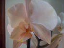 orhidee pitica