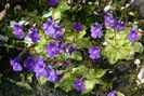 Pinguicula grandiflora planta carnivora