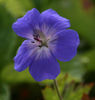 geranium%20rozanne%206_08