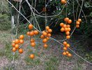 ORANGE FOREST BERRY