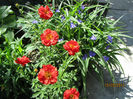 Geum+ Tradescantia