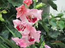 Gladiola