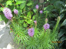 Liatris