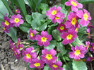 Primula