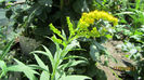 Sinziene (Solidago)