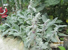 Urechi de iepure (Stachys B.)