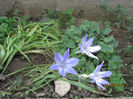 Triteleia (Ipheion Uniflolrum)-Queen Fabiola