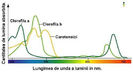 spectru_fotosinteza