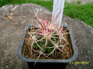 echinocactus polycephalus subsp xeranthemoides sb 475