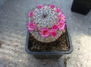 Mammillaria albilanata ssp. oaxacana  D.R. Hunt 1997