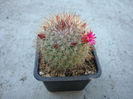 Mammillaria nunezii subsp. bella  (Backeb.) D.R. Hunt.1997