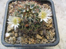 Mammillaria picta Meinsh.1858