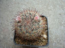 Mammillaria polythele Mart. 1832