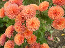 Terracotta Chrysanth (2013, Nov.11)