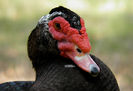 Muscovy-3