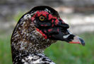 Muscovy-4