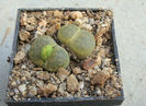 Lithops lesliei cv.