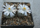 Lithops salicola   L. Bol. 1936