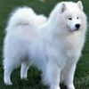 Samoyed0