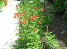 Geum coccineum