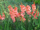 Gladiole