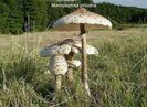 Pălăria şarpelui (Parasol, Burete şerpesc)