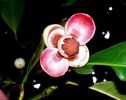 Mangosteen-floare