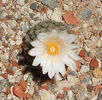 turbinicarpus valdezianus v albiflorus