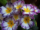 Primula (2014, February 11)