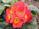 Red Primula (2014, February 17)