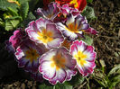 Primula (2014, February 17)