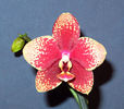 Phalaenopsis Josefina