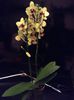 Phalaenopsis Tying Shing Ruby x Phal Taipei Gold