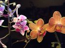 Phal. Equestris si  Phal. Chingrueys Goldstaff