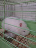 angora